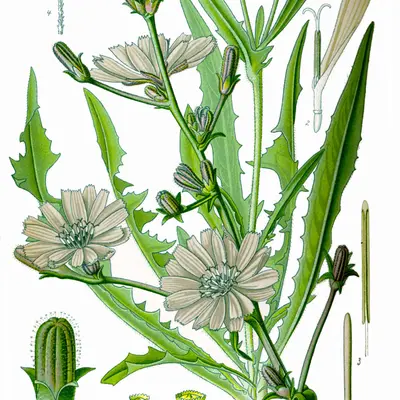 Bel Fiore (Cichorium intybus)