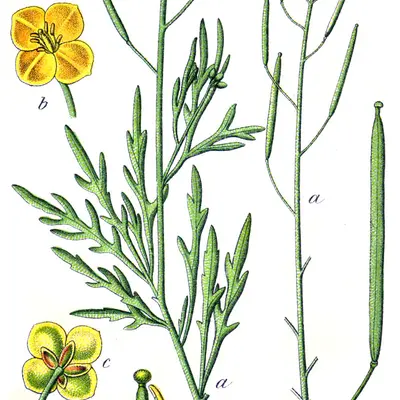 Bellezia (Diplotaxis tenuifolia)