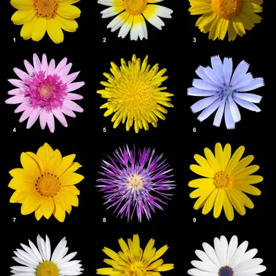 Bingo (Cichorium intybus)