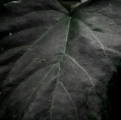 green leaf in close up photography