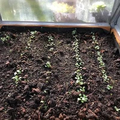 a garden with plants
