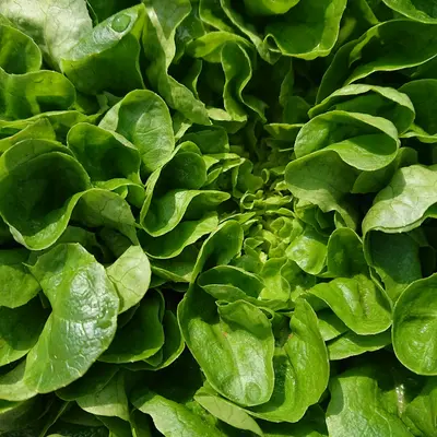 Cheap Frills Mix (Brassica spp.)