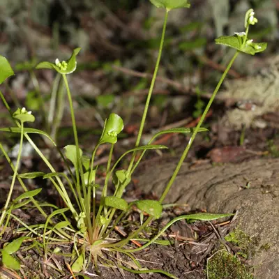 Claytonia (Claytonia perfoliata)