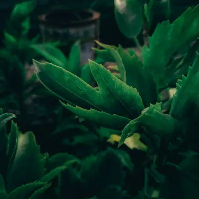 Clio (Cichorium intybus)