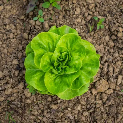 Clodia lettuce variety
