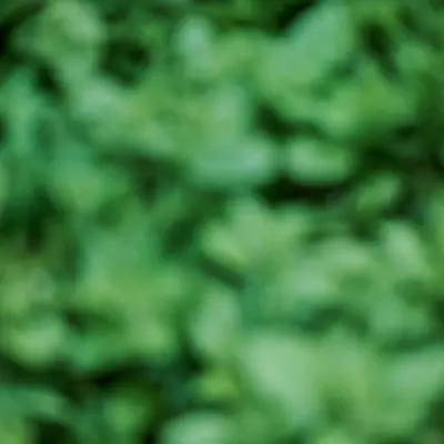 Elegance Greens Mix (Brassica spp.)