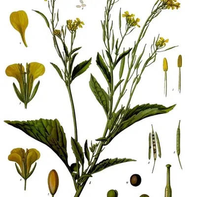 Garnet Giant (Brassica juncea)