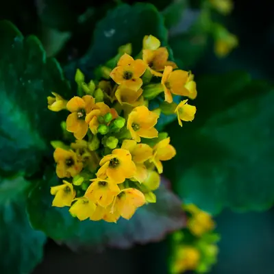 Golden Frills (Brassica juncea)
