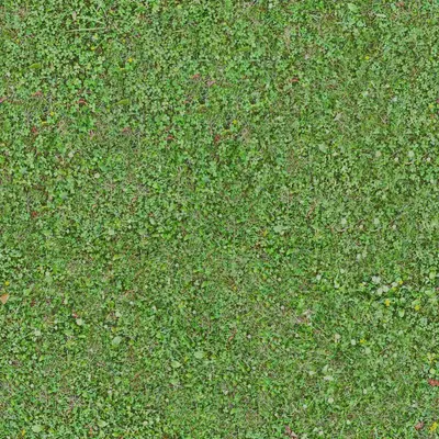 Green 70 D Improved (Brassica rapa var. chinensis)