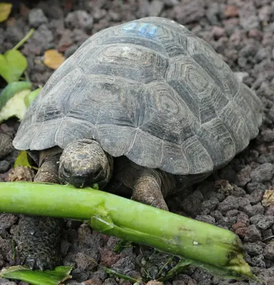 Green Giant (Brassica rapa var. perviridis)