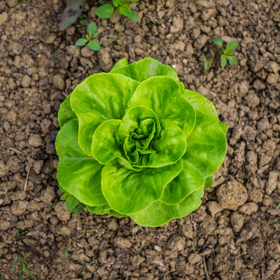 Hon Tsai Tai lettuce variety