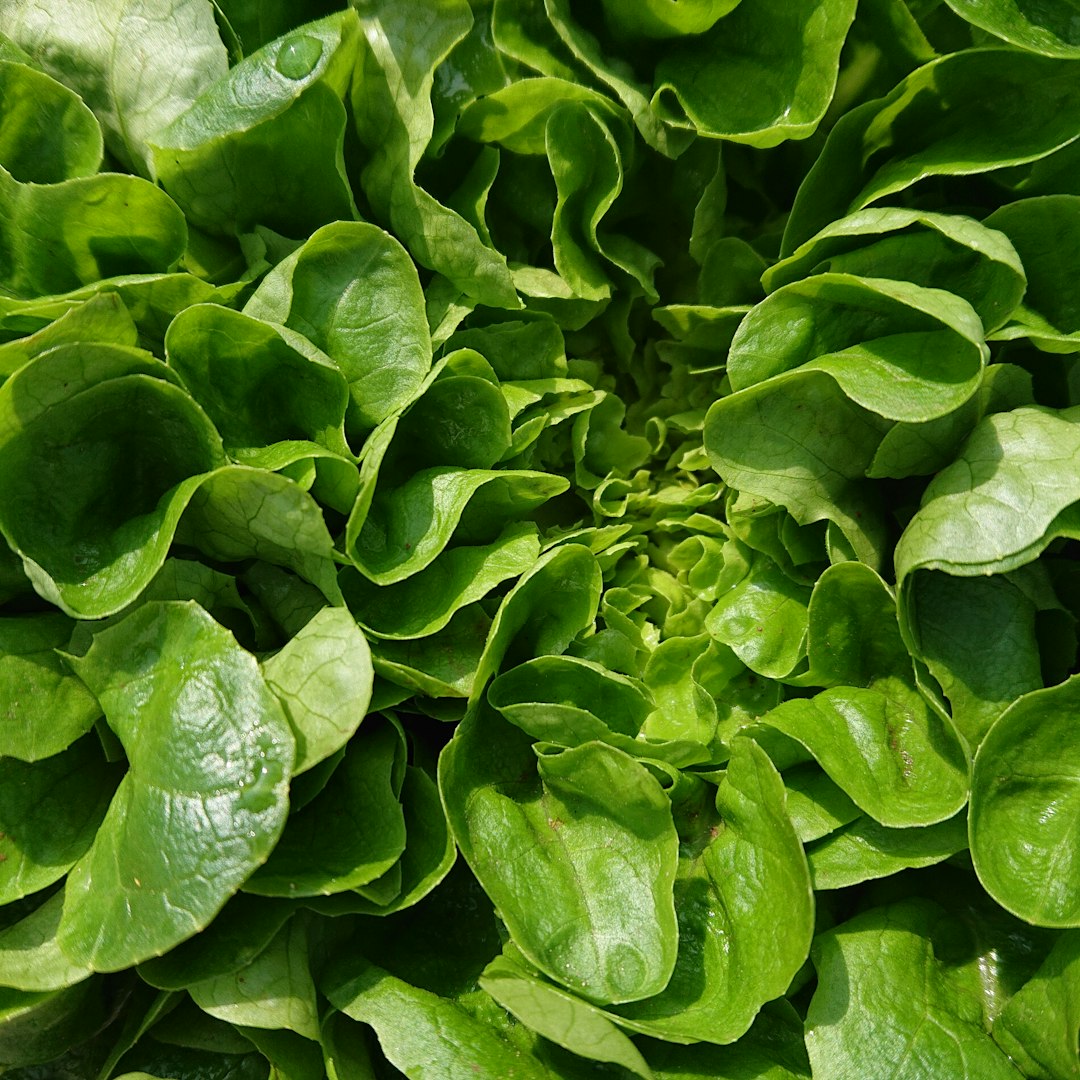 Indigo plant