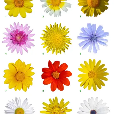 Italiko Red (Cichorium intybus)