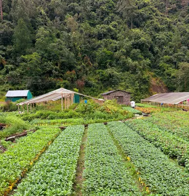 Koji (Brassica rapa)