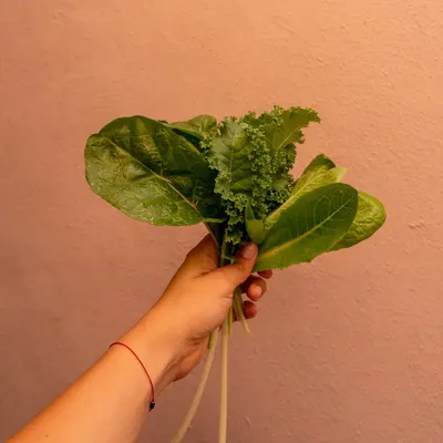 Leonardo (Cichorium intybus)
