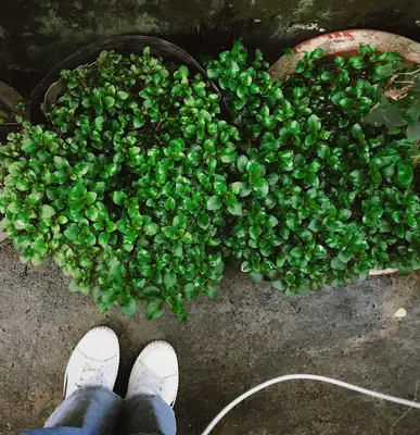 Li Ren Choi lettuce variety
