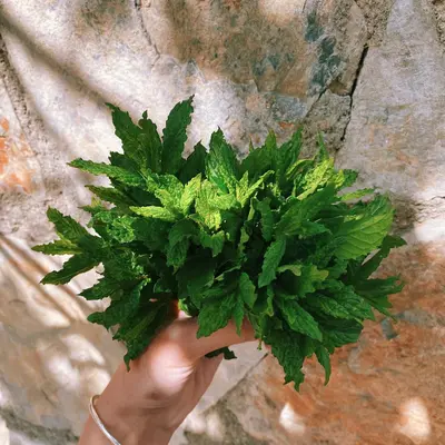 Mizuna plant