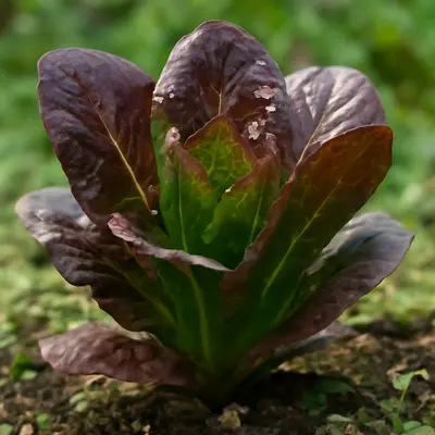 Red Kingdom lettuce growing in a garden