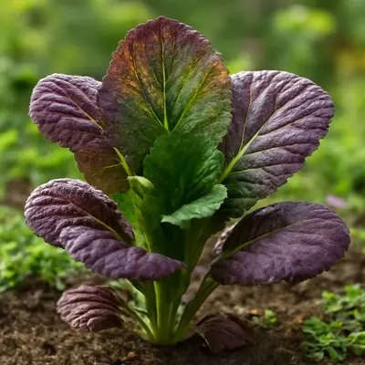 Red Splendor lettuce growing in a garden