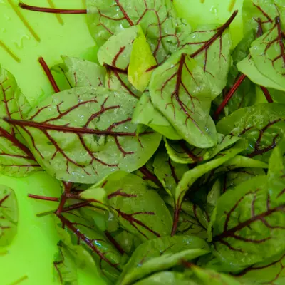 Red Veined Sorrel (Rumex sanguineus)