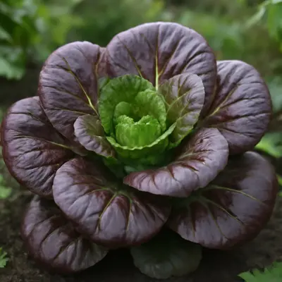 Rosie plant