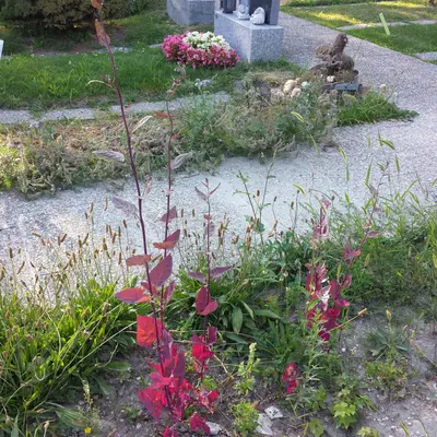 Ruby Red Orach (Atriplex hortensis)