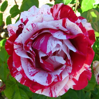 Ruby Streaks plant