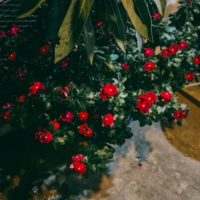 Scarlet Frills plant