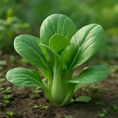Shikibu plant