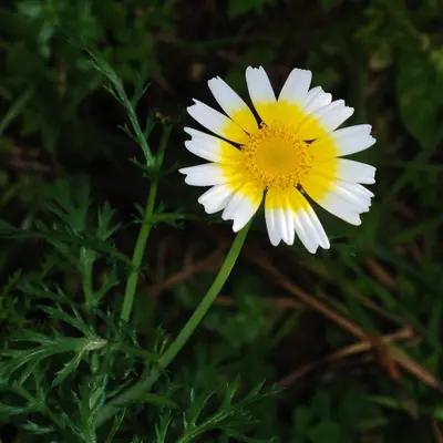 Shungiku (Glebionis coronaria)