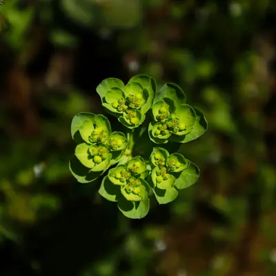 Green plant with circular leaf arrangement