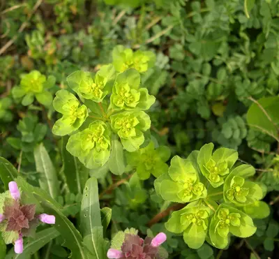 Sylvetta (Diplotaxis tenuifolia)