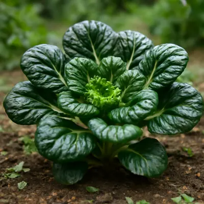 Tatsoi lettuce growing in a garden