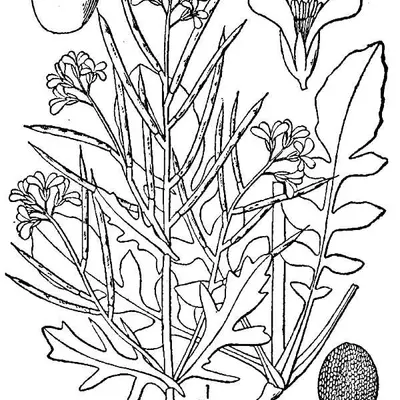 Upland Cress (Barbarea verna)