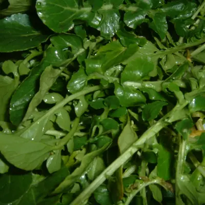 Watercress (Nasturtium officinale)