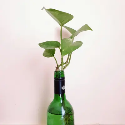 Win-Win Choi (Brassica rapa var. chinensis)