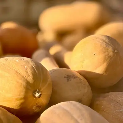 Pile of butternut squash at a market