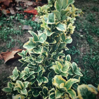 A close up of a plant with green leaves
