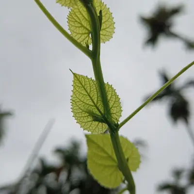 green leaf in close up photography
