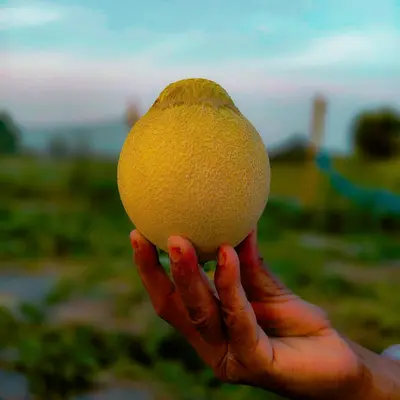a person holding an orange in their hand