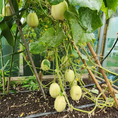 A bunch of green fruit growing in a garden