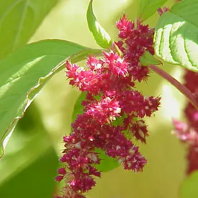 Amaranth, Glitter Mix (Amaranthus spp.)
