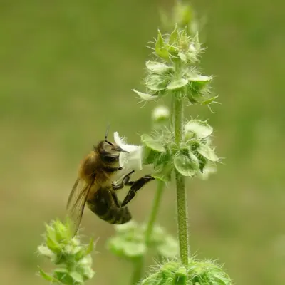 Basil, Lemon (Ocimum basilicum citriodora)