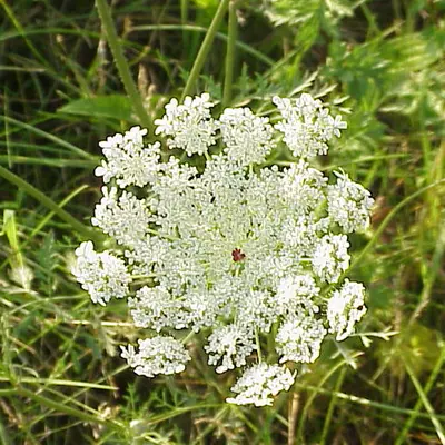 Carrot (Daucus carota var. sativus)