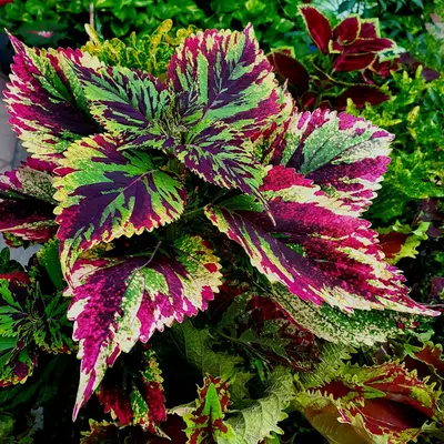 Celosia (Celosia argentea plumosa)
