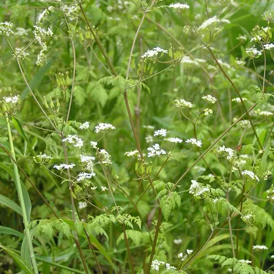 Chervil (Anthriscus cerefolium)