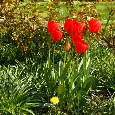 Dandelion, Red (Cichorium intybus)