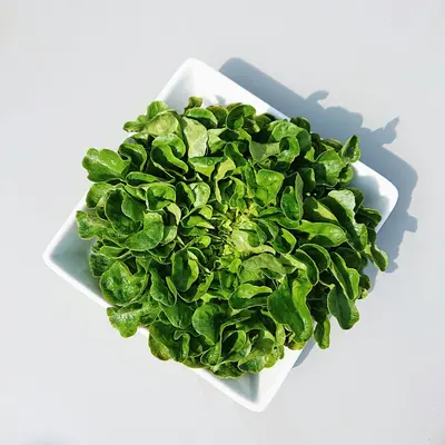 Leek (Allium porrum)