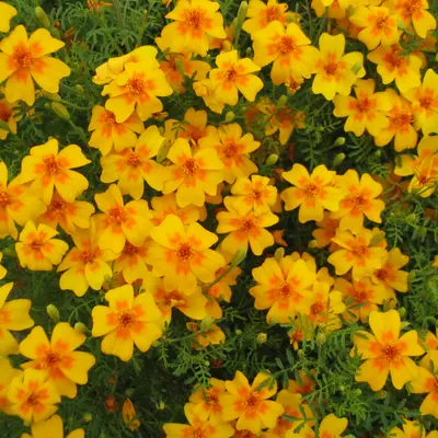 Marigold, Gem (Tagetes tenuifolia)
