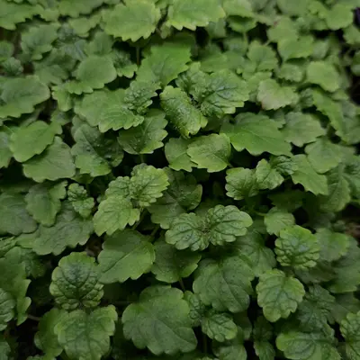 Mizuna, Red Kingdom (Brassica rapa)
